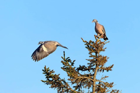 Wood pigeon (Columba palumbus) attacking an intruder, confrontation, courtship behaviour, aerial
