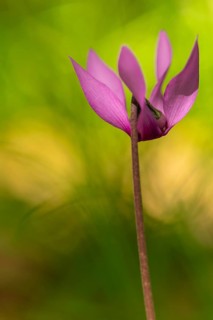 Delicate cyclamen blossom in Bad Reichenhall. Close-up of flowers on hiking trail in the Alps