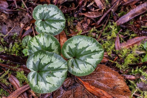 Early spring cyclamen (Cyclamen coum), Emsland, Lower Saxony, Germany