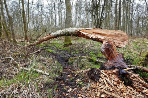 Beaver (Castor fibre), tree felled by a beaver, activities of a beaver, beaver cutting, Peene