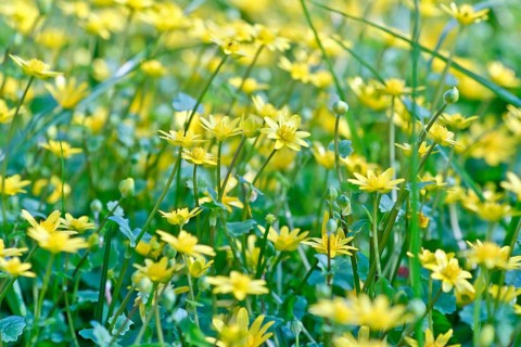 Lesser celandine (Ficaria verna, synonym: Ranunculus ficaria L.), flowers in a damp location, Peene