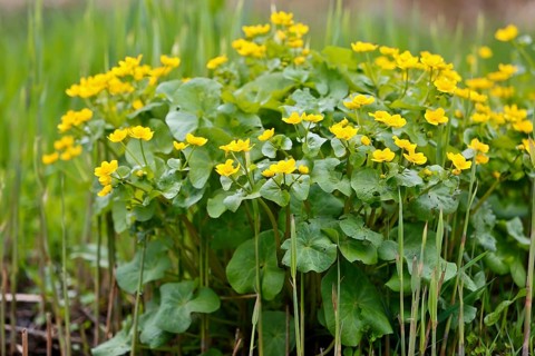 Marsh marigold (Caltha palustris), flowers in a wetland habitat, Peene Valley nature park Park,
