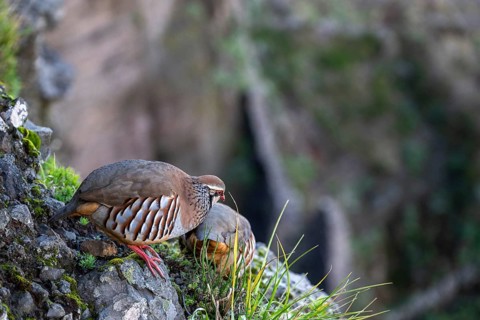 Red-legged partridge (Alectoris rufa), Madeira, Portugal