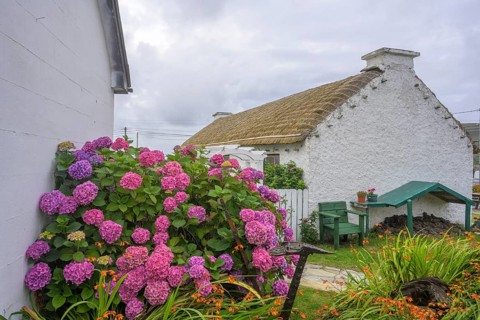 Hydrangeas and straw covered houses in the open-air museum, Glencolmcille, County Donegal, Ireland