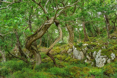 Old oak forest and moss, Glenveagh National Park, Cross Roads, County Donegal, Ireland