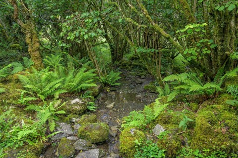 Mossy forest and ferns at St Colman's Chapel and Sacred Spring, Burren, Keelhilla, Carran, County