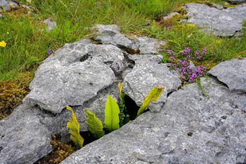Karst landscape of the Burren, Keelhilla, Carran, County Clare, Ireland