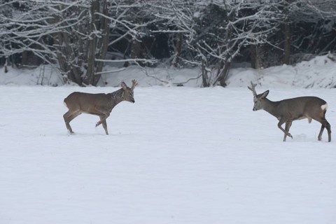 Roe deer (Capreolus capreolus) Bucks in velvet antlers sit with their forelegs in the snow on the