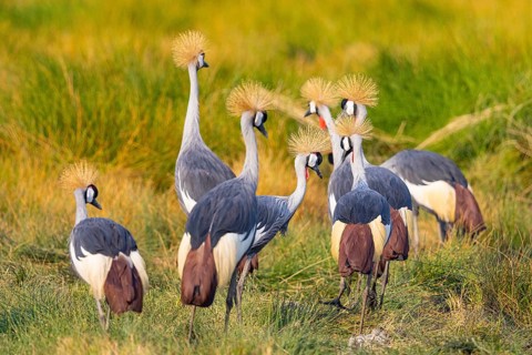 Crowned Crane (Balearica regulorum) courtship behavier South Luangwa NP Zambia August
