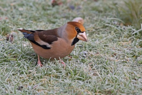 Hawfinch (Coccothraustes coccothraustes) searching for food in winter, North Rhine-Westphalia,