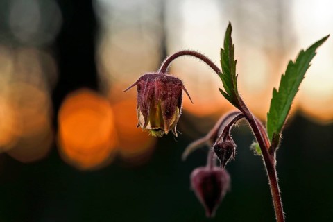 Brooklime (Geum rivale), flowering in the evening light, Peene Valley nature park Park,
