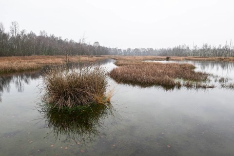 Autumn moor landscape, Emsland, Lower Saxony, Germany