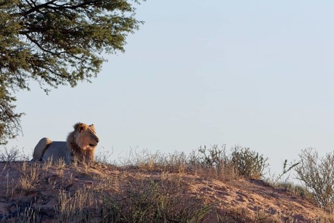 African lion (Panthera leo), adult male lying on a sand dune, in the shade of trees, looking