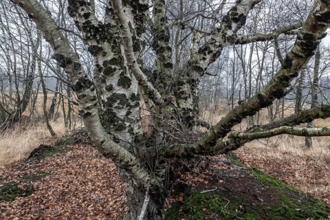Birches (Betula pendula) in the moor, Emsland, Lower Saxony, Germany