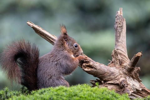 Squirrel (Sciurus vulgaris), Emsland, Lower Saxony, Germany