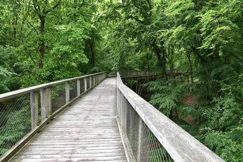 Treetop Trail on Rügen, Natural Heritage Center, Mechlenburg-Vorpommern, Germany