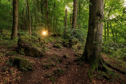 The sun shines through the trees of a beech forest on an inviting hiking trail, Ith-Hils-Weg, Ith,
