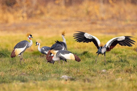 Crowned Crane (Balearica regulorum) Courtship behaviour Zambia