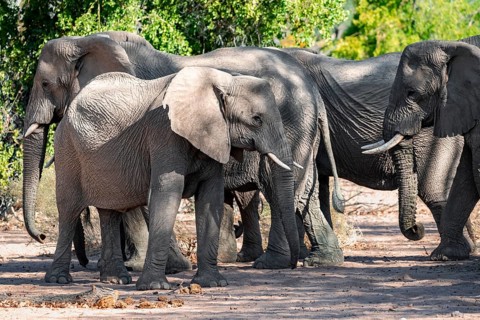 Herd of African elephants (Loxodonta africana), desert elephants, riverbed of the Ugab River,
