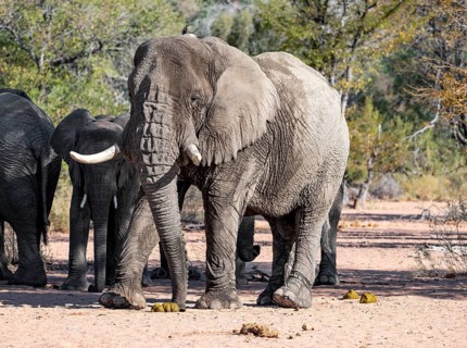 African elephants (Loxodonta africana), bull and herd, desert elephant, in the riverbed of the Ugab