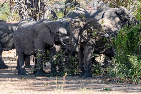 African elephants (Loxodonta africana) eating leaves on a tree, desert elephants, riverbed of the