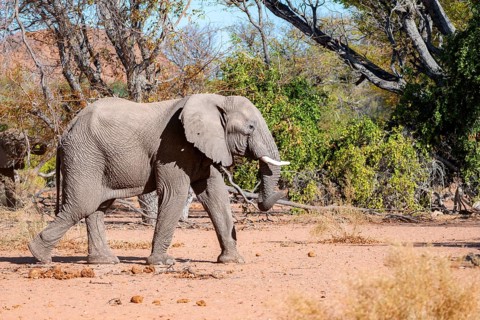 African elephant (Loxodonta africana), desert elephant, in the riverbed of the Ugab River,