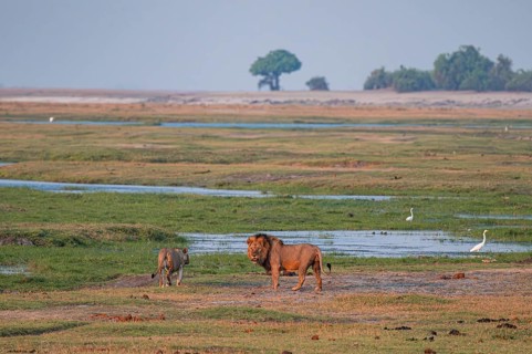 Maned lion and lioness, lion (Panthera leo), Ihaha, Chobe National Park, Botswana