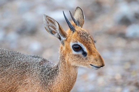 Damara dik-dik or kirk dik-dik (Madoqua kirkii), adult animal in the undergrowth, Etosha National