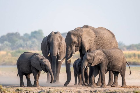 Herd of African elephants (Loxodonta africana), Ihaha, Chobe National Park, Botswana