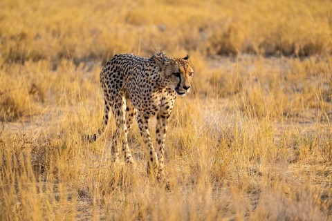 Cheetah (Acinonyx jubatus) running in dry savannah, Etosha National Park, Namibia