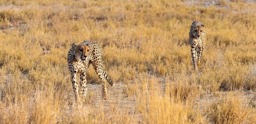 Two cheetahs (Acinonyx jubatus) in dry savannah, Etosha National Park, Namibia