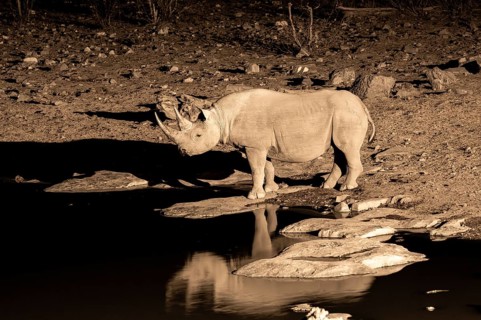 Night shot, black rhino (Diceros bicornis), Okaukuejo waterhole, Etosha National Park, Namibia