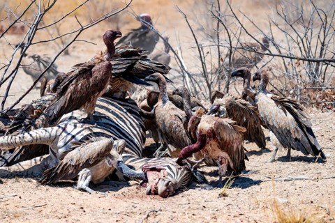 White-backed vulture (Gyps africanus) with bloody head sitting on the head of a dead plains zebra