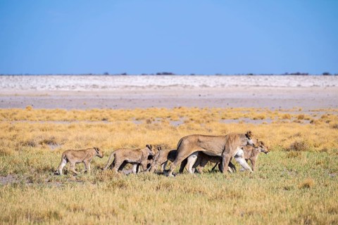 Lioness (Panthera leo) with cubs, Etosha National Park, Namibia