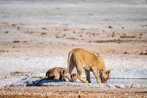Lion (Panthera leo), with young at the waterhole, Nebrowni waterhole, Etosha National Park, Namibia