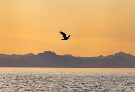 Bald eagle (Haliaeetus leucocephalus) flying in front of mountain silhouettes of the Aleutian