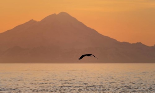 Bald eagle (Haliaeetus leucocephalus) flying in front of mountain silhouettes of the Aleutian chain