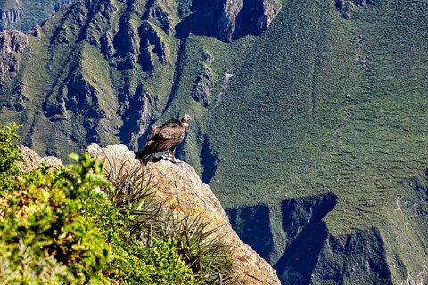 Condor sits majestically on a rock with a wide view over green mountains, The Andean condor (Vultur