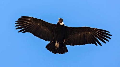 Close-up of a condor with outstretched wings in the blue sky, The Andean condor (Vultur gryphus) at