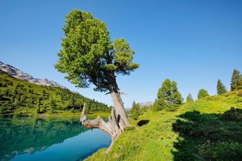 Old pine on Engstlenalp in Gental, Canton of Bern, Switzerland