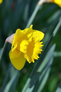 Daffodil (Narcissus), yellow flower in a garden, close-up, Wilnsdorf, North Rhine-Westphalia,