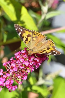 Thistle butterfly (Vanessa cardui) on a Buddleja davidii flower, Wilnsdorf, North Rhine-Westphalia,