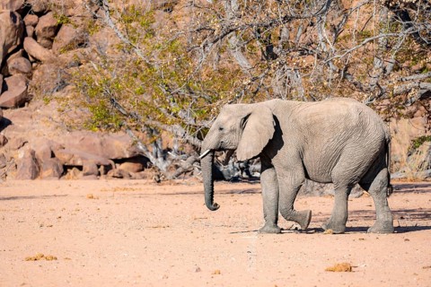 African elephant (Loxodonta africana), desert elephant in barren desert landscape, riverbed of the