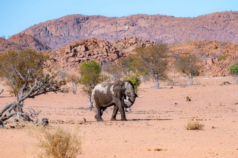 African elephant (Loxodonta africana), desert elephant in barren desert landscape, adult male,