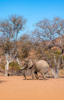African elephant (Loxodonta africana), desert elephant in barren desert landscape, riverbed of the