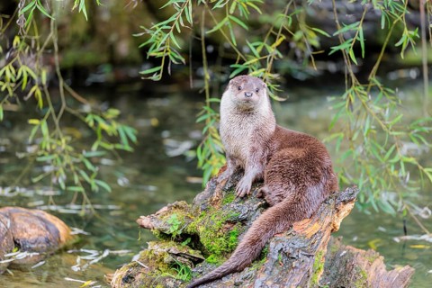 A Eurasian otter (Lutra lutra) rests on a root of a tree with some moss on it lying in the water.