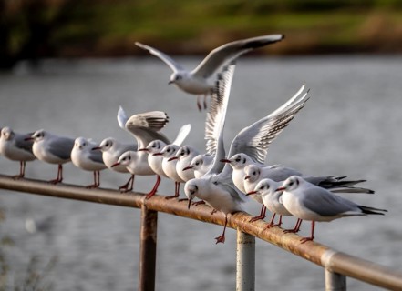 Black-headed gulls in winter dress, on a railing on the Rhine near Duisburg-Walsum, North