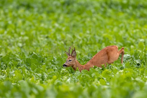 An old roebuck (Capreolus capreolus) purposefully follows the whistling of a doe ready to mate,
