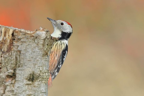 Middle woodpecker (Dendrocopos medius), foraging on the trunk of a common birch (Betula pendula),
