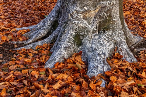Protection against beaver damage, with whitish paint containing quartz sand, painted trees in the